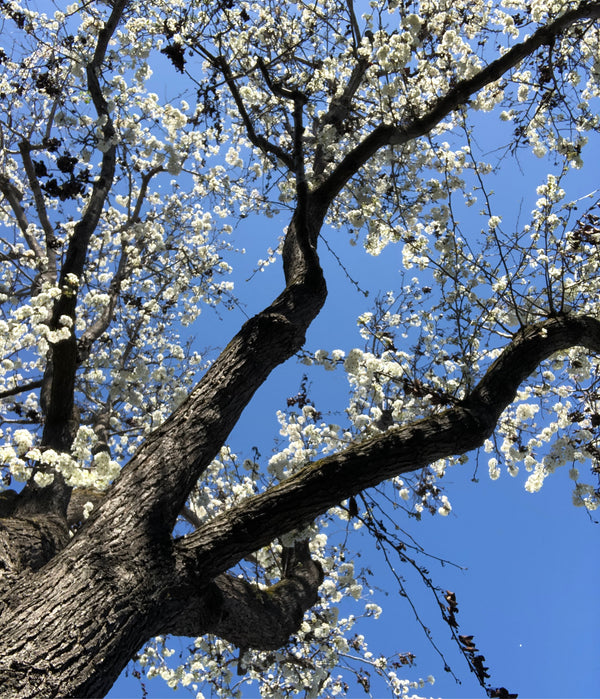 BLOSSOMS β¨ everywhere we go!