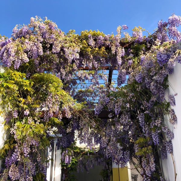 IN BLOOM π