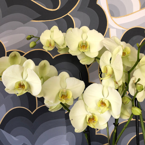 Orchids β¨