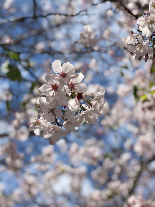 Today's inspiration ✨