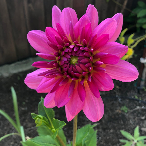 DAHLIA in full bloom 💗