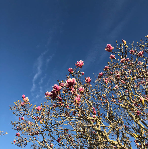Magnolia 🌸