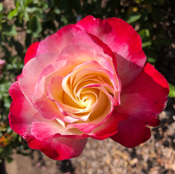 BEAUTY in the details 🌹