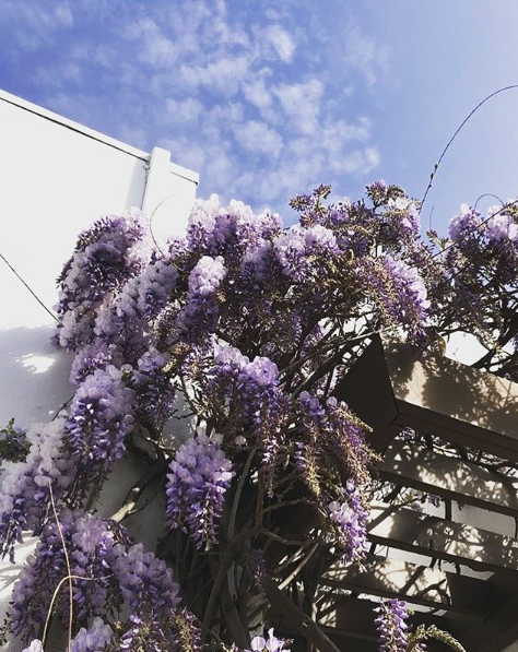 Wisteria ✨