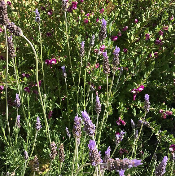 French lavender ✨