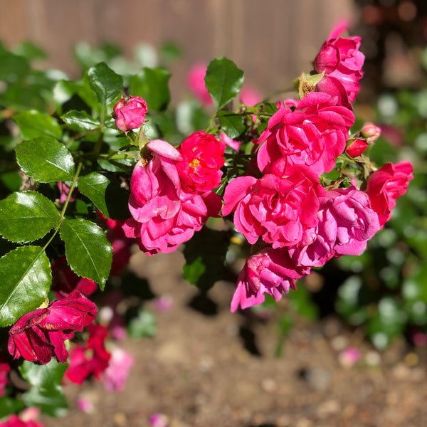 Floral inspiration...