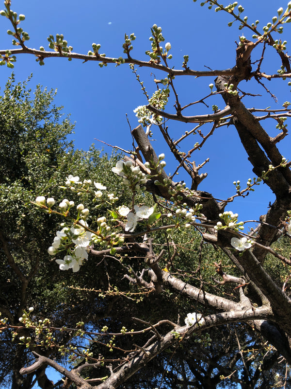 PLUM blossoms 💗