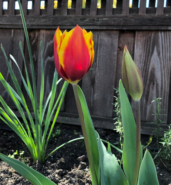 Spring has sprung 🌷