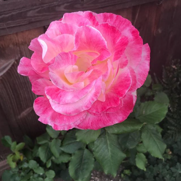 Double delight