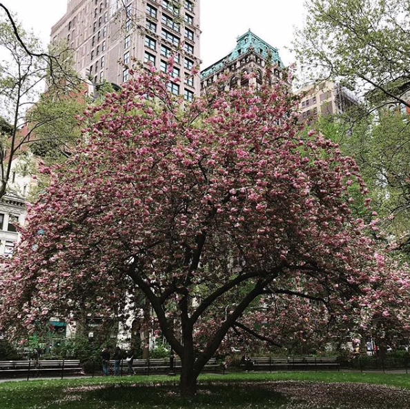 Blossoms 🌸