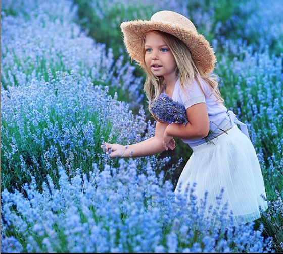 Lavender fields