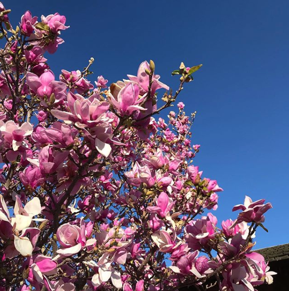 Magnolia 🌸