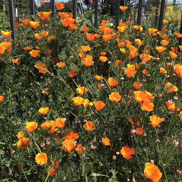 In bloom ✨